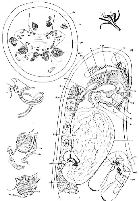 Proxenetes simplex Proxenetes simplex