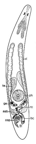 Proxenetes tenuispinosus Proxenetes tenuispinosus