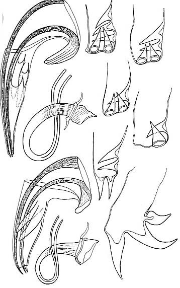 Proxenetes tenuispinosus Proxenetes tenuispinosus