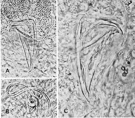 Proxenetes trigonus Proxenetes trigonus