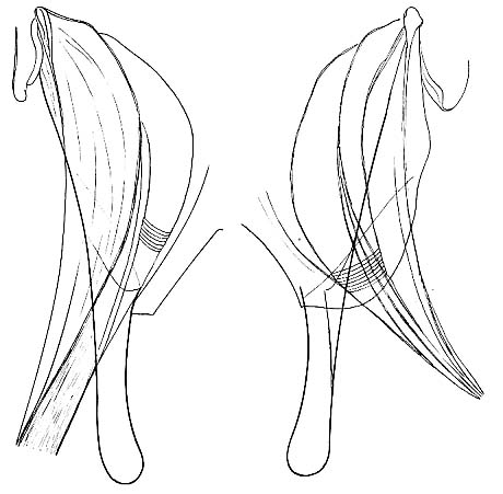 Ptychopera spinifera Ptychopera spinifera