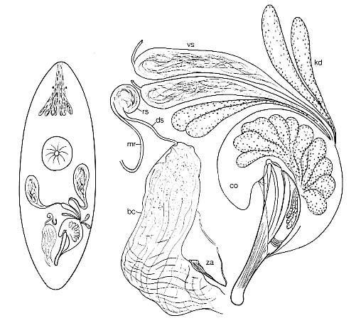 Ptychopera spinifera Ptychopera spinifera