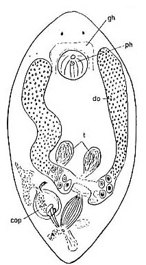 WoRMS - World Register of Marine Species