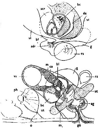 Castrada subsalsa