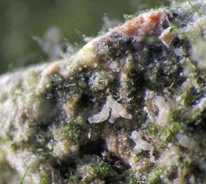 Craspedacusta sowerbii, polyps, Lac Leman, Switzerland; copyright P. Schuchert Craspedacusta sowerbii, polyps, Lac Leman, Switzerland; copyright P. Schuchert
