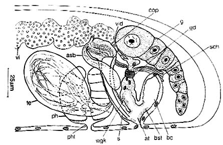 Haloplanella longatuba Haloplanella longatuba