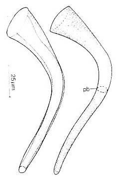 Haloplanella longatuba Haloplanella longatuba