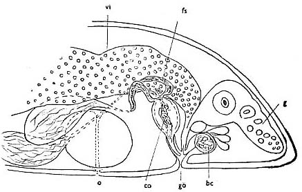 Haloplanella minuta Haloplanella minuta