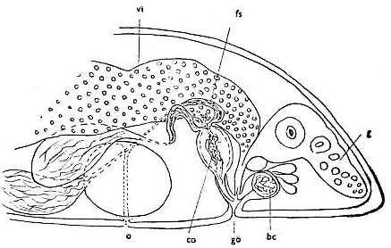 Haloplanella minuta