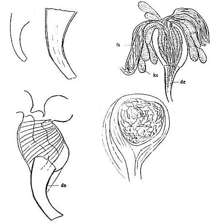 Haloplanella minuta Haloplanella minuta
