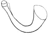 Haloplanella obtusituba Haloplanella obtusituba