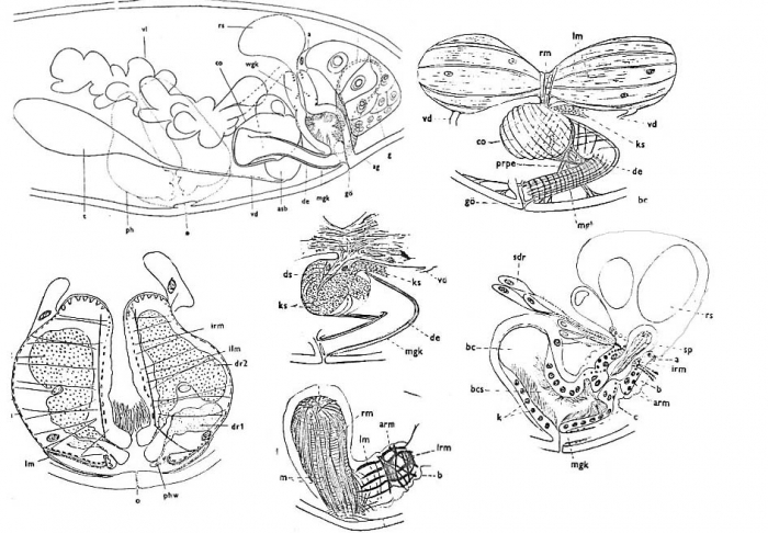 Haloplanella obtusituba Haloplanella obtusituba