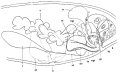 Platyhelminthes (flatworms)