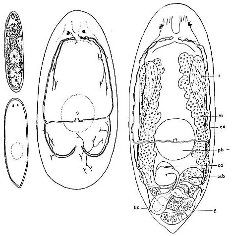Haloplanella obtusituba Haloplanella obtusituba