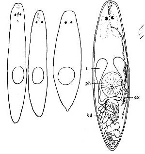 Thalassoplanella collaris Thalassoplanella collaris
