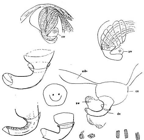 Thalassoplanella collaris Thalassoplanella collaris