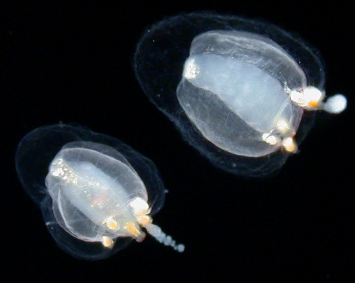 Euphysa aurata medusae; Scotland, height about 1-2 mm