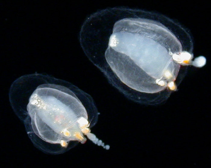 Euphysa aurata medusae; Scotland, height about 1-2 mm Euphysa aurata medusae; Scotland, height about 1-2 mm