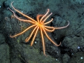 Echinodermata (echinoderms)