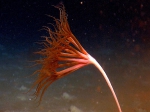 Cnidaria