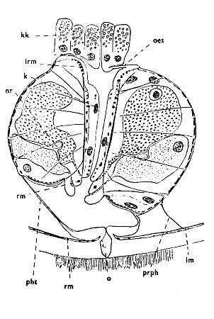 Thalassoplanella collaris Thalassoplanella collaris