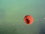 Cnidaria