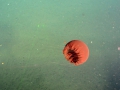 Scyphozoa (jelly fish)