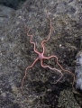 Echinodermata (echinoderms)