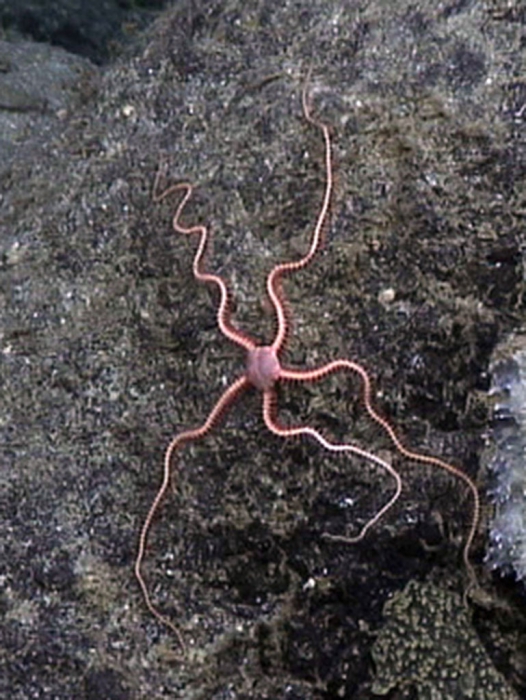 Spinophiura jolliveti Spinophiura jolliveti