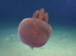 Cnidaria