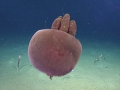 Scyphozoa (jelly fish)