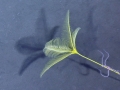 Echinodermata (echinoderms)