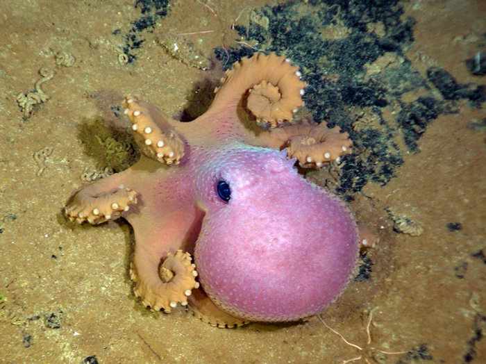 Graneledone boreopacifica Graneledone boreopacifica