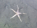 Echinodermata