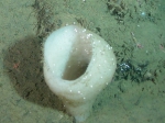 Porifera