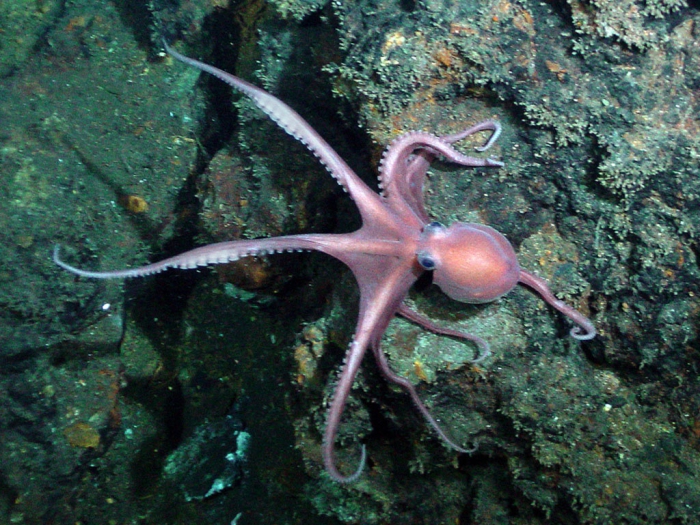 Muusoctopus canthylus Muusoctopus canthylus