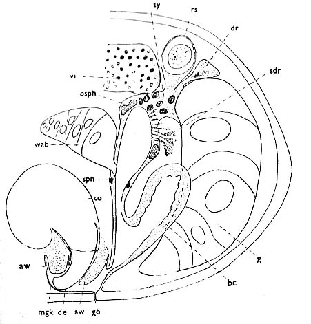 Thalassoplanella collaris Thalassoplanella collaris