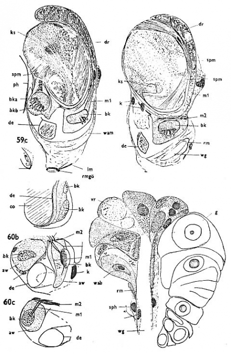 Thalassoplanella collaris Thalassoplanella collaris