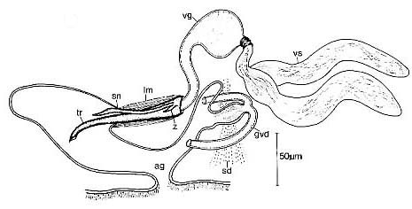 Carenscoilia bidentata