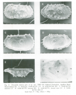 Figure of the original description