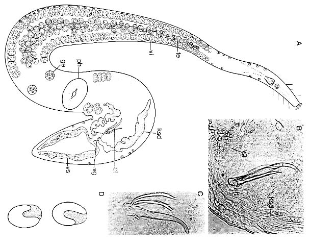Carenscoilia bidentata Carenscoilia bidentata