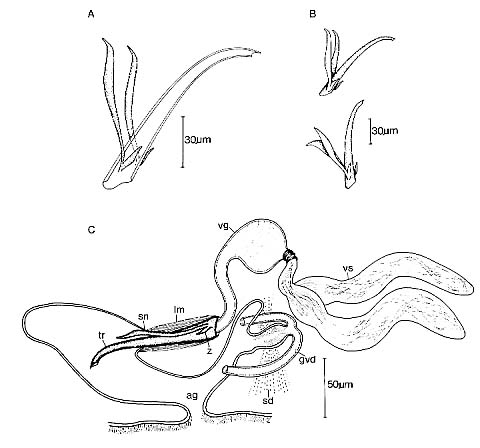Carenscoilia bidentata Carenscoilia bidentata