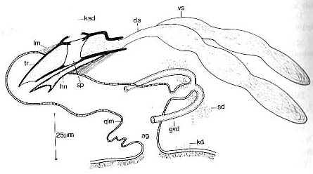 Carenscoilia biforamen Carenscoilia biforamen