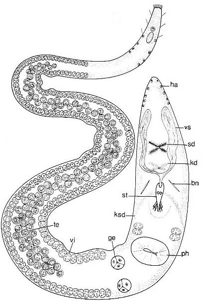 Carenscoilia biforamen Carenscoilia biforamen