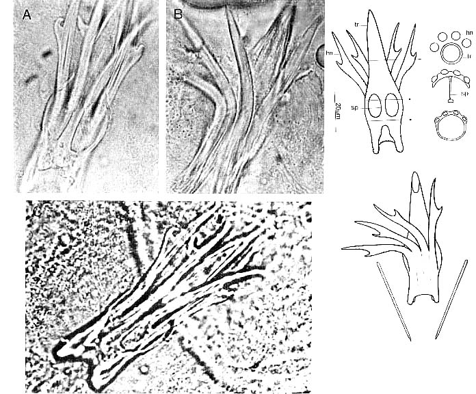 Carenscoilia biforamen Carenscoilia biforamen