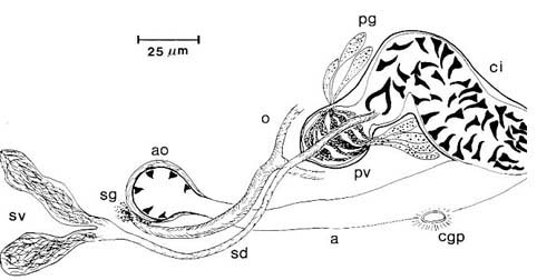 Cirrifera aculeata