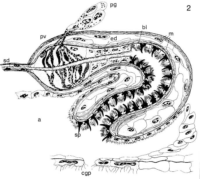Cirrifera aculeata Cirrifera aculeata
