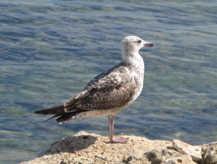 Larus cachinnans