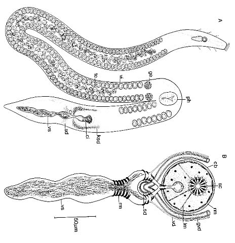 Cirrifera boletiformae Cirrifera boletiformae