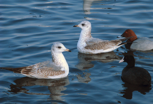 Immature Larus canus